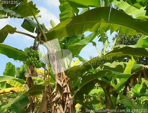 Image of banana plant