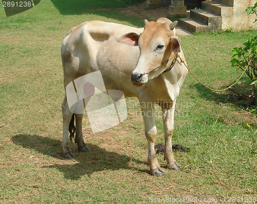 Image of bull in Thailand