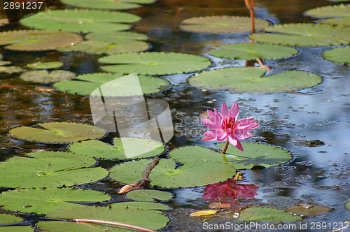 Image of water lily