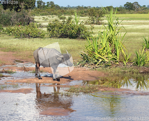 Image of stream and cattle