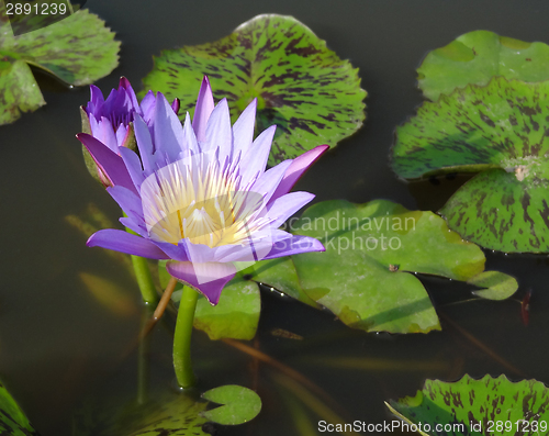 Image of water lily