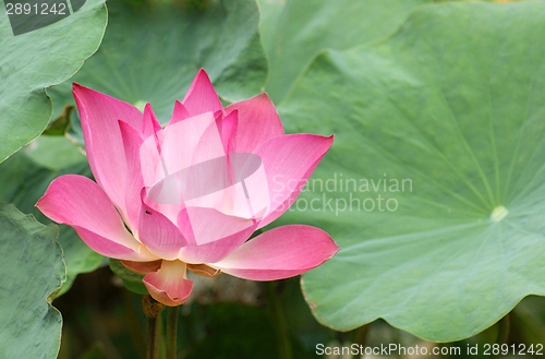 Image of lotus flower