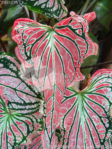 Image of exotic leaves