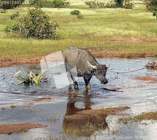 Image of stream and cattle
