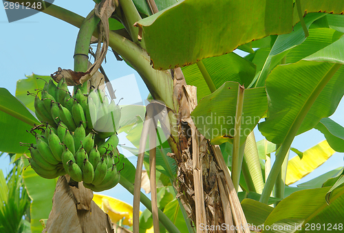 Image of banana plant