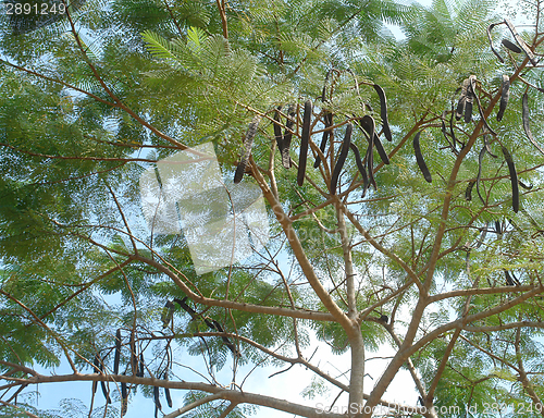 Image of carob tree