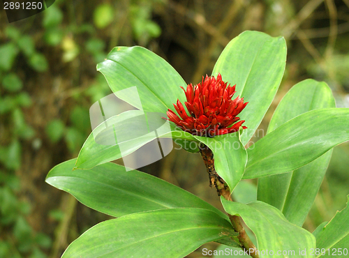 Image of exotic red flower