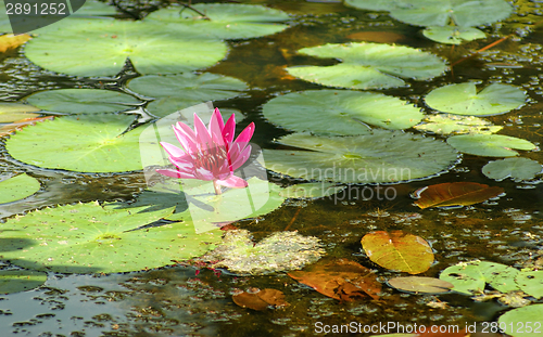 Image of water lily
