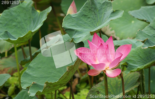 Image of lotus flower