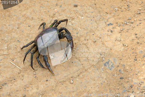 Image of dark crab