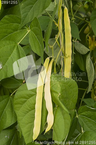 Image of Kidney bean