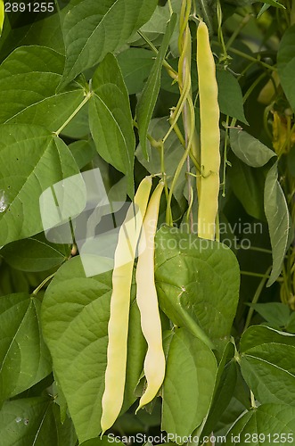 Image of Kidney bean