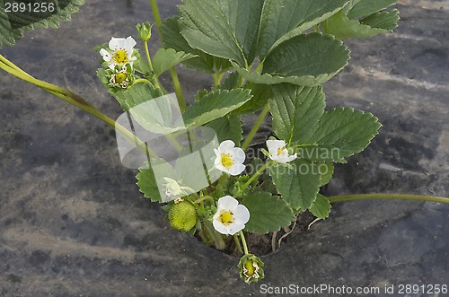 Image of Strawberry plant flower