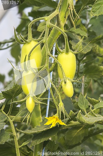Image of Tomato plant