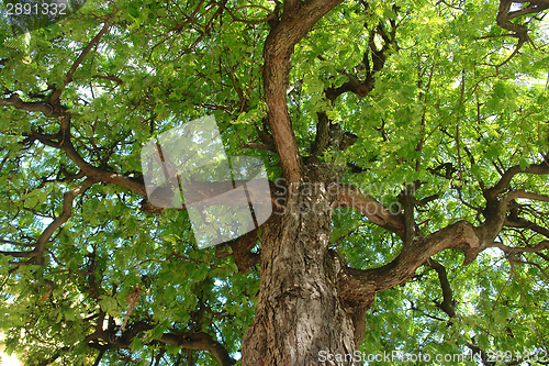 Image of carob treetop