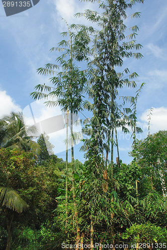 Image of bamboo