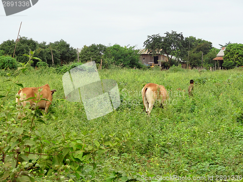 Image of agricultural scenery in Thailand