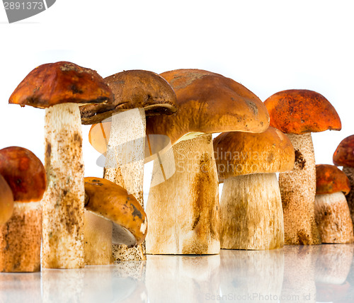 Image of Orange-cap Boletus and porcini mushroom