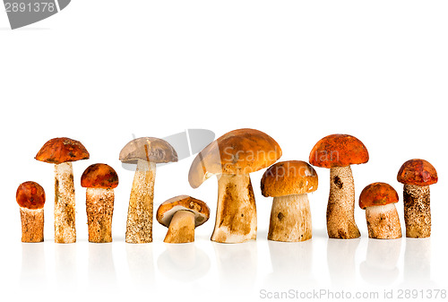 Image of Orange-cap Boletus and porcini mushroom