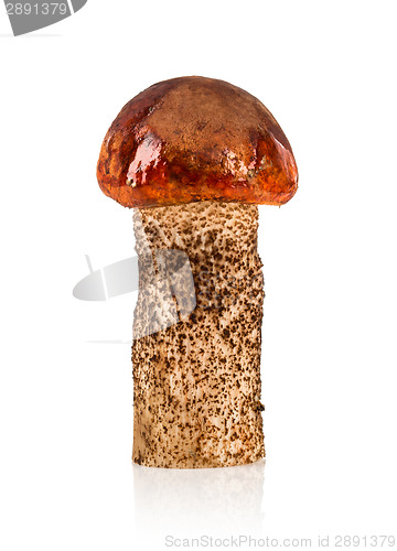 Image of Orange-cap Boletus mushroom