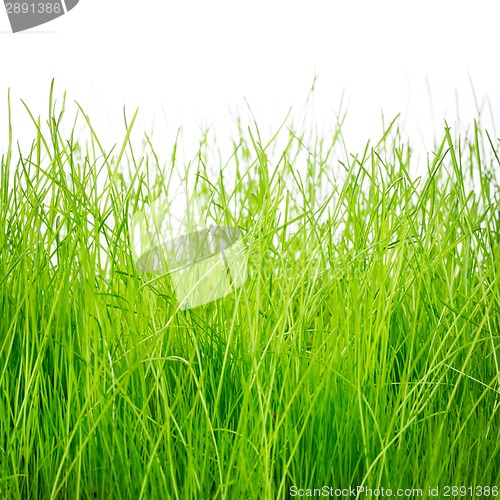 Image of Green grass isolated on white background