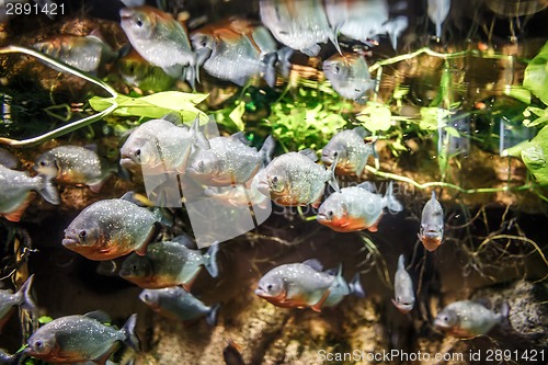 Image of Piranha - Colossoma macropomum