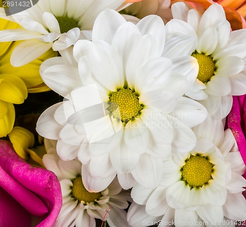 Image of Flowers closeup