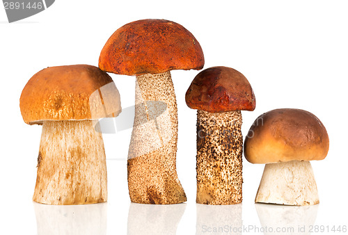 Image of Orange-cap Boletus and porcini mushroom