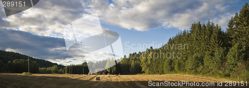 Image of Cornfield