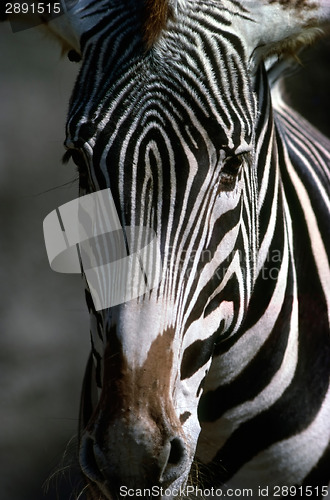 Image of Zebra