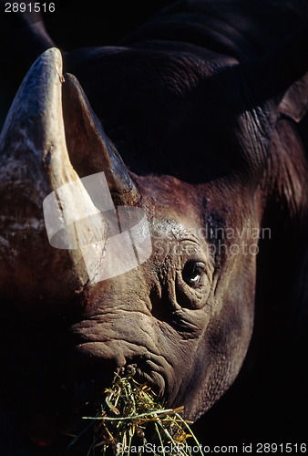 Image of Rhinoceros