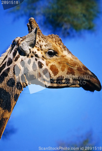 Image of Giraffe