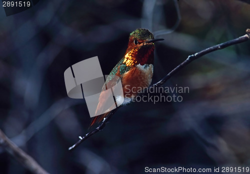 Image of Hummingbird