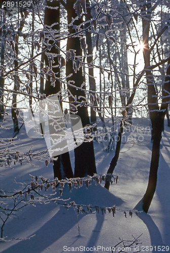 Image of Winter in forest