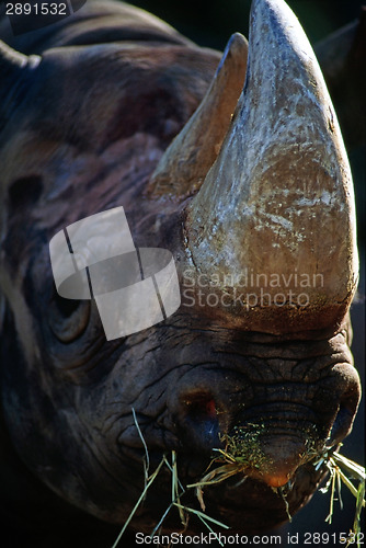 Image of Rhinoceros