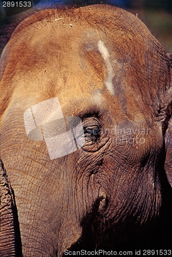 Image of Elephant