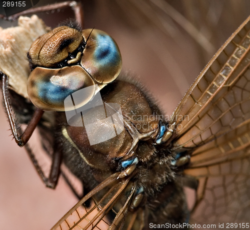 Image of Dragonfly