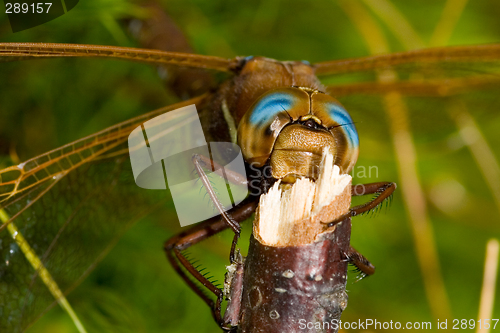 Image of Dragonfly 3