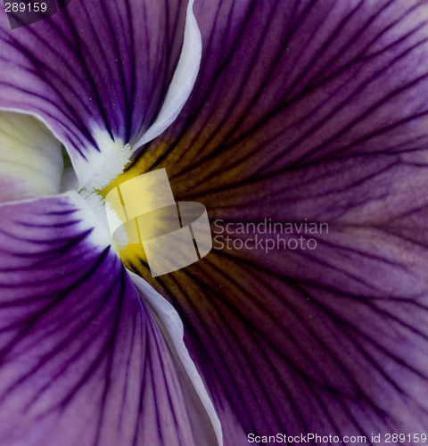 Image of Purple flower