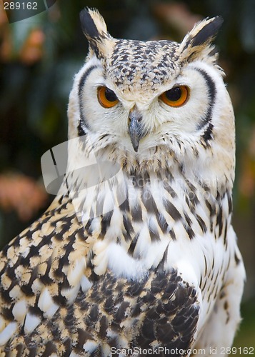 Image of Portrait of an Owl