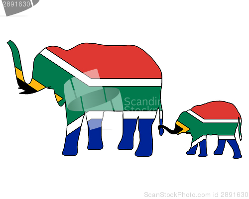 Image of South African elephants