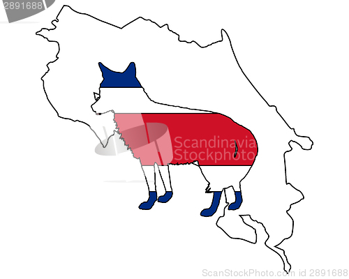 Image of Coyote Costa Rica