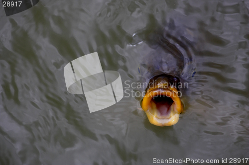 Image of Fish gulping for food