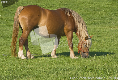 Image of Horse grazing