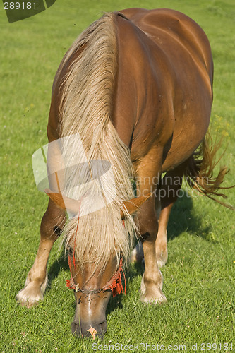 Image of Horse grazing 2