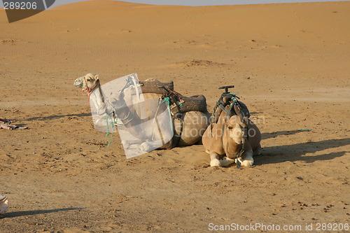 Image of Camels