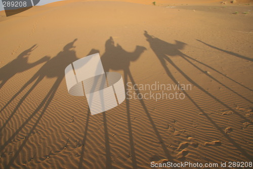 Image of Shaddows of Camels