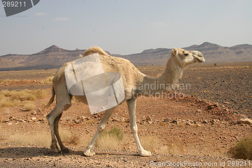 Image of Dromedary