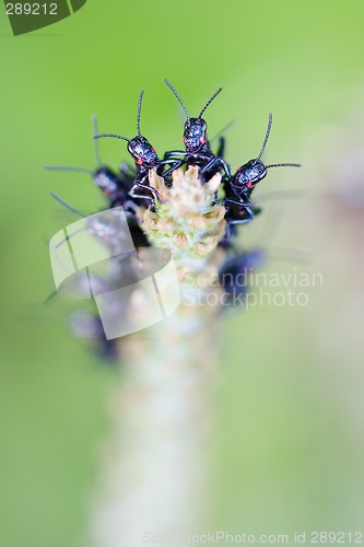 Image of Formation of black crickets