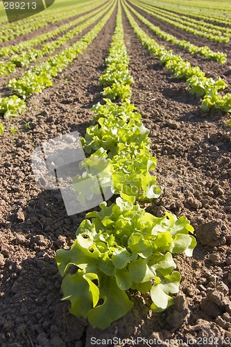 Image of Lettuce in a field